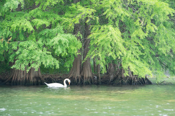 swan on a lake with trees - 215577498