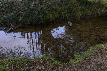Reflection of a beech tree in a little stream with plenty of foliage around at the Basque Country, Spain