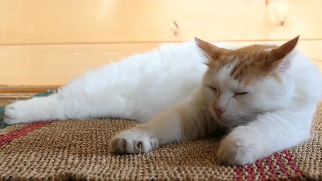 White Ginger Cat Lying In The Kitchen
