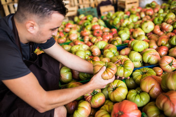 Fototapeta premium Young man farmer with tomatoes in hands in boxes in a greenhouse. Small agriculture business.