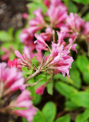 beautiful pink flowers in the garden 