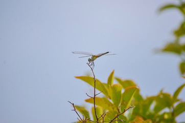 Dragonfly