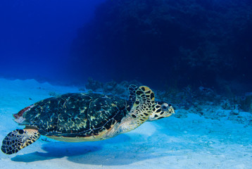Obraz na płótnie Canvas A scuba diver has found a hawksbill turtle near a reef in the Caribbean Sea. This photo was taken in Grand Cayman 