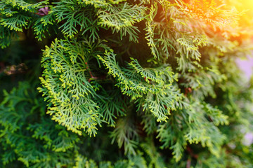 Branches of fir trees growing in the summer forest