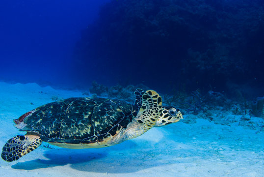 A scuba diver has found a hawksbill turtle near a reef in the Caribbean Sea. This photo was taken in Grand Cayman © drew