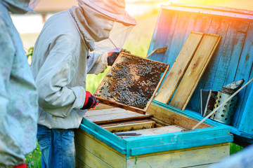 Two beekeepers work on an apiary. Summer