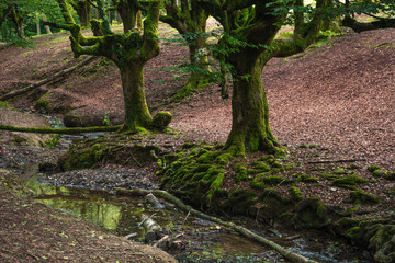 A group of beech trees & their emerald roots beside a little amount of water & the reddish soil behind at the Basque Country, Spain