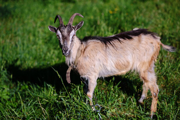 white goat grazing on a green meadow on a sunny day