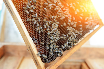 Beekeeper holding frame of honeycomb with bees