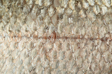 Close-up of a fish scales © Dmitri Stalnuhhin