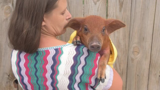 red pig of Duroc breed sits on shoulder of peasant woman's wife. Symbol 2019 New Year, love of peace, respect for nature
