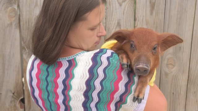 red pig of Duroc breed sits on shoulder of peasant woman's wife. Symbol 2019 New Year, love of peace, respect for nature