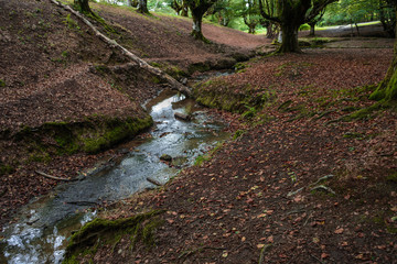 Shining waters of a little stream inside a beech forest with reddish soil around & some trees at the bottom at the Basque Country, Spain