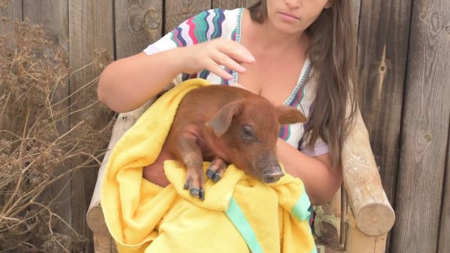 Farmer's daughter is holding on his knees pretty red pig of Duroc breed covered in yellow towel and soothes him by stroking his hand. Symbol 2019 New Year, love of peace, respect for nature