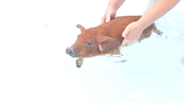 Cute little red piglet duroc breed floating in blue water of frame pool. New Year 2019 Yellow pigs. Concept of healthy lifestyle in nature, love of peace, vegetarian, vegan style, respect for nature
