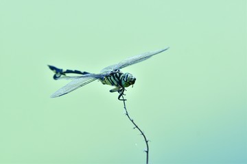 のんびりとくつろぐタイワンウチワヤンマ