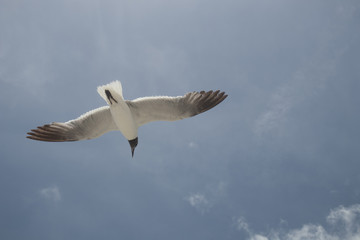 Fototapeta premium Seagull Above