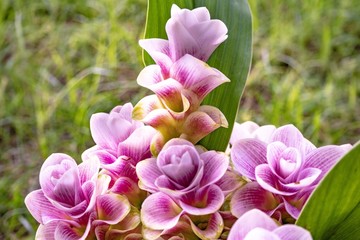 Colorful bouquet of Siam Tulip (Scientific Name:Cucuma Sparganifolia) 