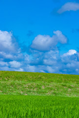 真夏の田んぼと青空