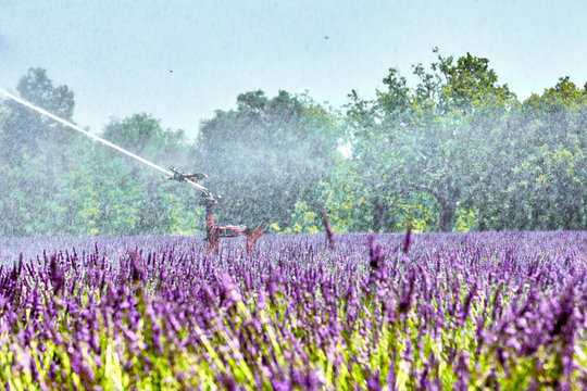 รูปภาพLavand – เลือกดูภาพถ่ายสต็อก เวกเตอร์ และวิดีโอ2,471 | Adobe Stock