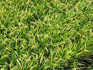 Golden paddy rice field ready for harvest    