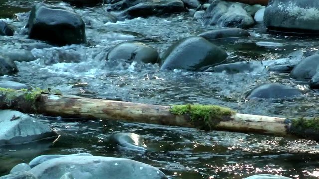 Rapid water of a river stream, bubbling over rocks and branches and logs in a peaceful wilderness forest area in Camas, WA.