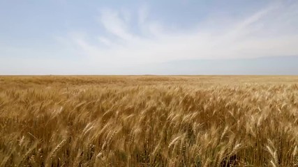 Low view of a wheat field, blowing in the wind shortly before harvest with a midday sky.