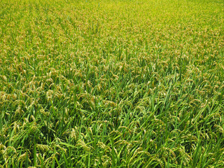 Obraz premium Golden paddy rice field ready for harvest 