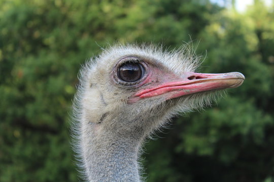 Face of the ostric