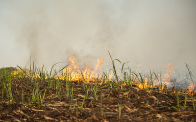 Sugar cane Fire plantation