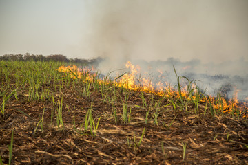 Sugar cane Fire plantation