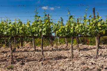 Tuscan vineyards. View of wine field and grape in Italy. Sunny day.