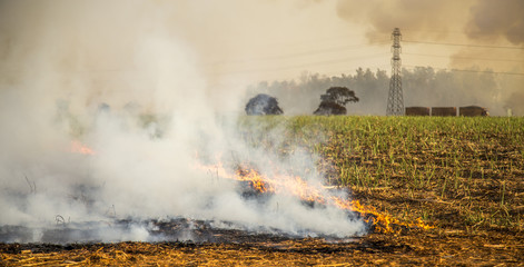 Sugar cane Fire plantation