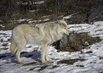 Gray Wolf in the Snow