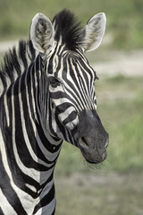 Fototapeta na wymiar Close up zebra portrait showing the details in the fur and mane. Image taken in the Okavango Delta, in Botswana.
