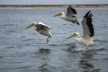 Fototapeta na wymiar Three Great White Pelicans landing on the water in Namibia