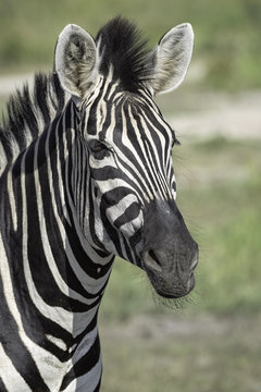 Close up zebra portrait showing the details in the fur and mane.  Image taken in the Okavango Delta, in Botswana.