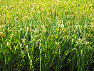 Golden paddy rice field ready for harvest    