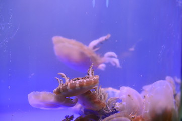 The beautiful jellyfish