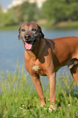 Rhodesian ridgeback  with a gray muzzle