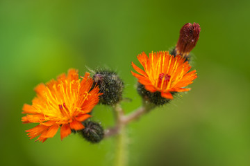 Hieracium aurantiacum - Isolated Flower Cluster