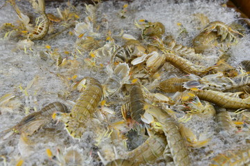 Fresh mantis shrimp