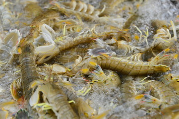 Fresh mantis shrimp