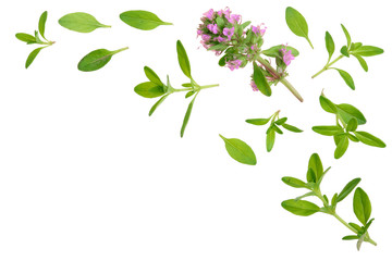 Fresh thyme spice isolated on white background with copy space for your text. Top view. Flat lay pattern