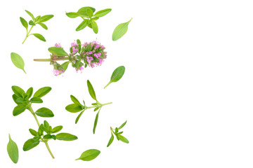 Fresh thyme spice isolated on white background with copy space for your text. Top view. Flat lay pattern