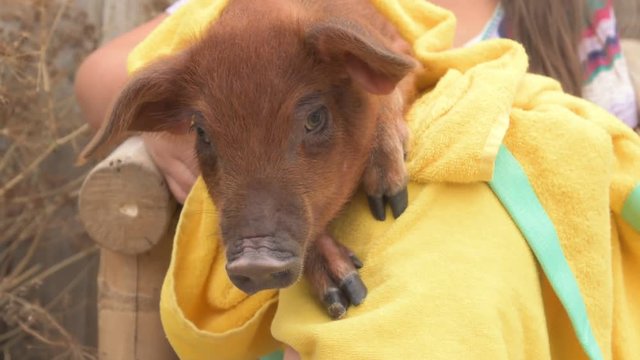 Farmer's daughter is holding on his knees pretty red pig of Duroc breed covered in yellow towel and soothes him by stroking his hand. Symbol 2019 New Year, love of peace, respect for nature