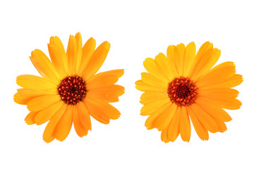 Calendula. Marigold flower isolated on white background