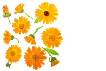 Calendula. Marigold flower isolated on white background with copy space for your text. Top view. Flat lay pattern