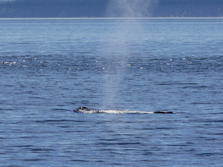 Humpback Whale