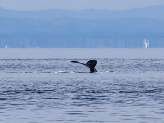Humpback Whale